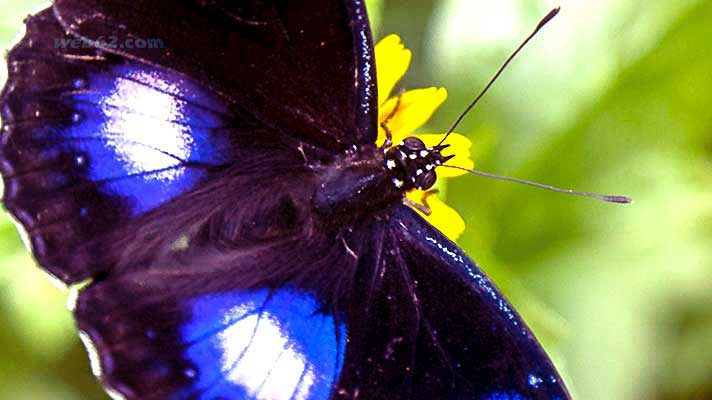 Butterfly in Sihanoukville