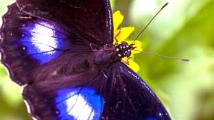 Butterfly Cambodia