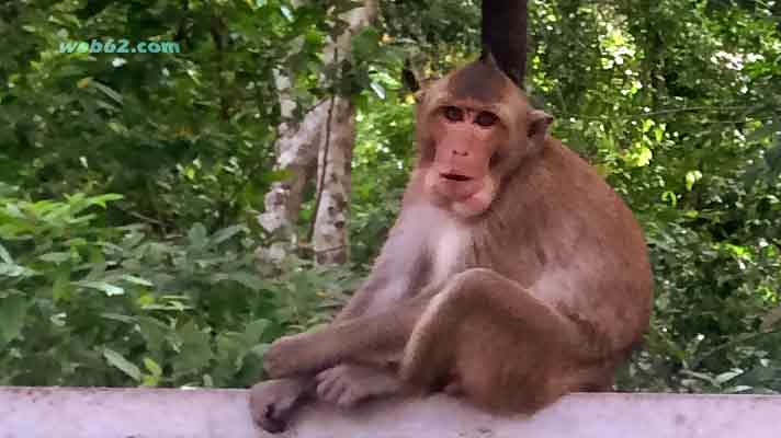 Monkey in Cambodia