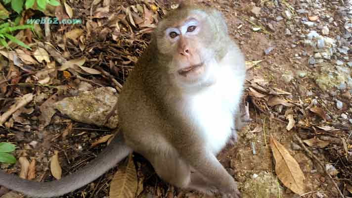 Monkey in Cambodia