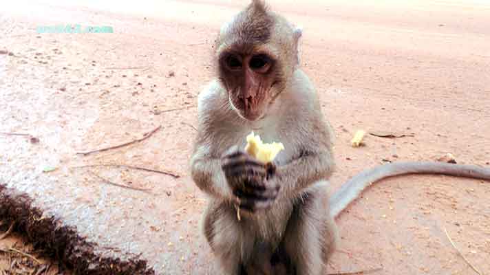 Monkey in Cambodia