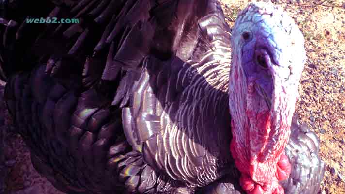 Turkey in Cambodia