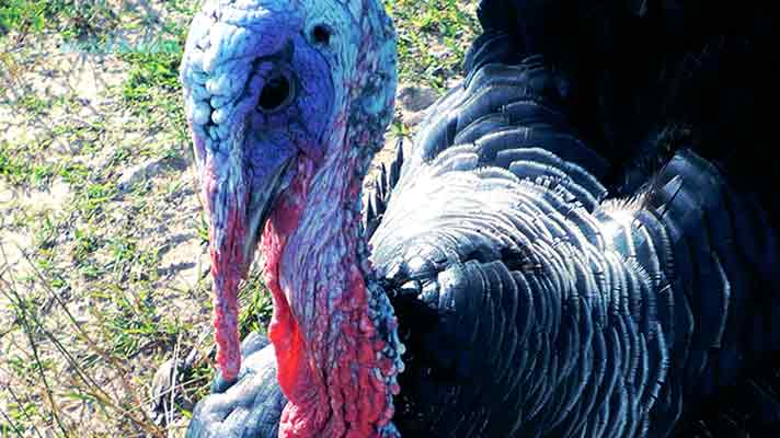 Turkey in Cambodia