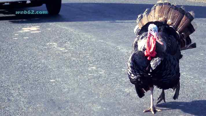 Turkey in Cambodia