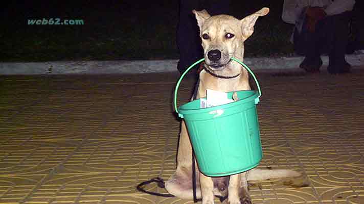 Dog in Cambodia