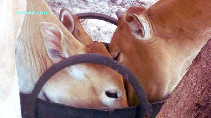 Island Cows in Sihanoukville