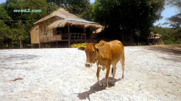 Island Cows in Sihanoukville