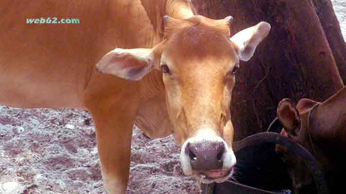 photo Island Cow in Sihanoukville