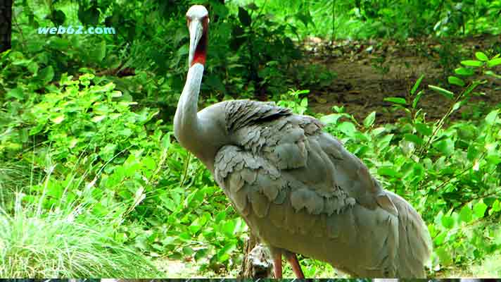 Crane bird Phnom Tamau Zoo Cambodia