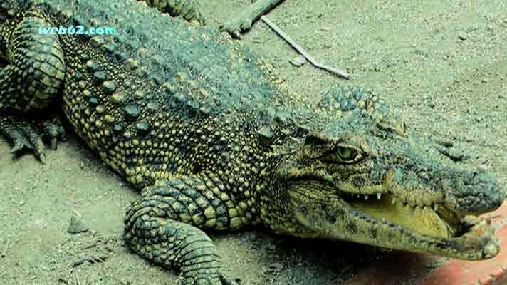 Crocodile Cambodia