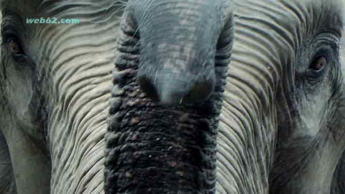 photo Elephant at Phnom Tamau