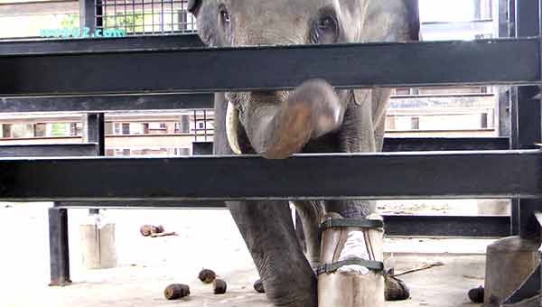 photo Elephant in Cambodia