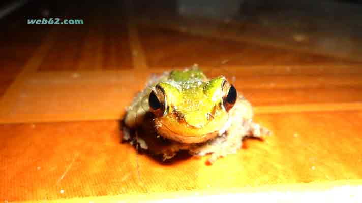 photo frog in Cambodia