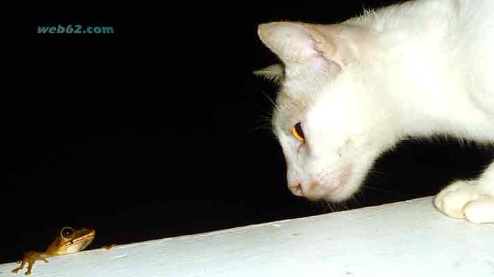 Frog and cat in Cambodia