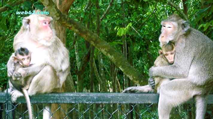 Monkeys in Cambodia