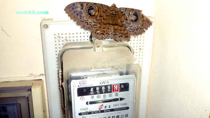 Moth in Cambodia