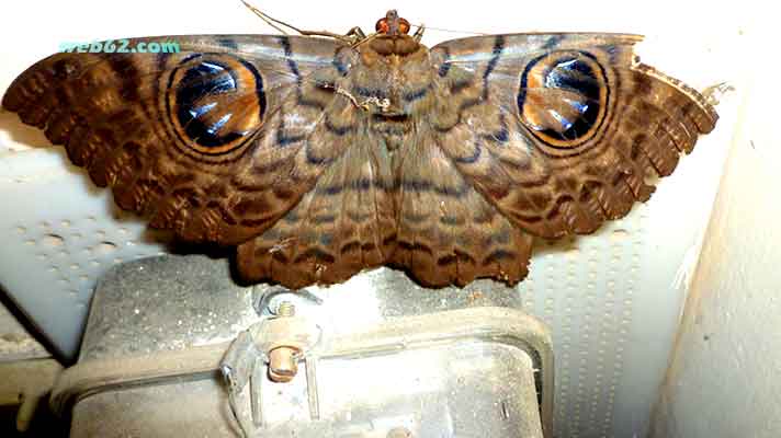 photo giant Moth in Cambodia