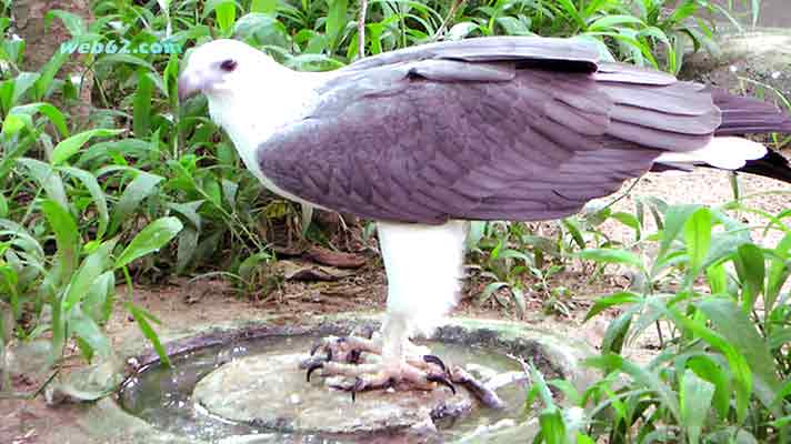 Sea Eagle in Cambodia