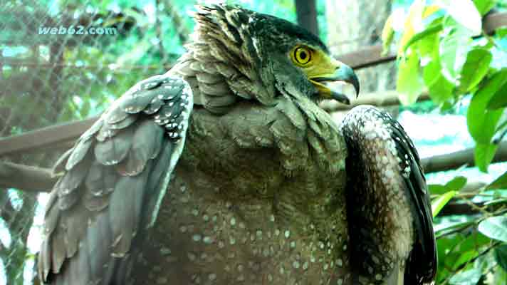 photo Snake Eagle in Cambodia