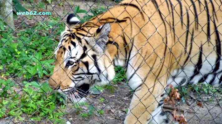 Tiger Phnom Tamao Zoo