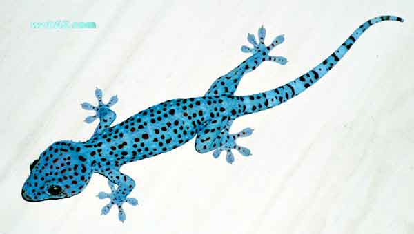 photo Tokay Gecko in Cambodia