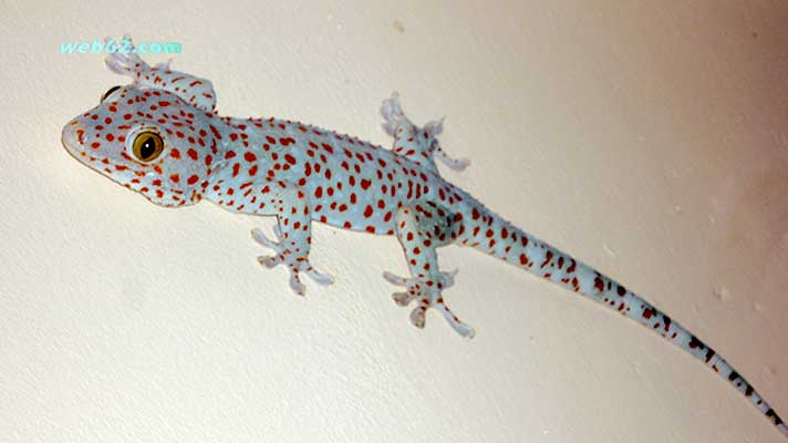 Tokay Gecko in Phnom Penh