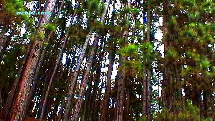 photo Haputale Forest