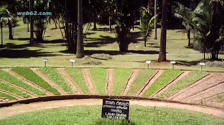 Kandy Botanical Garden