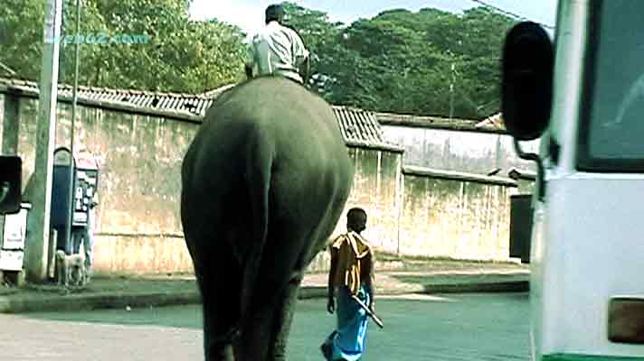 photo from a Kandy elephant in Sri Lanka