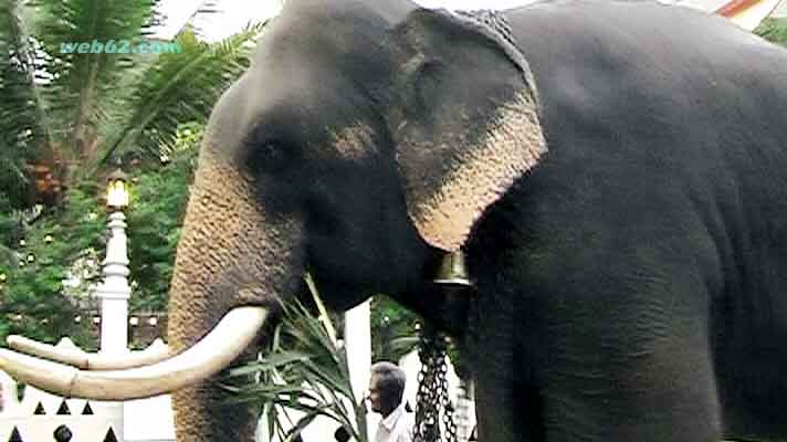 photo Kandy Perehara Elephants