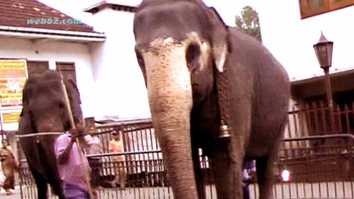 photo Kandy Perehara Elephants