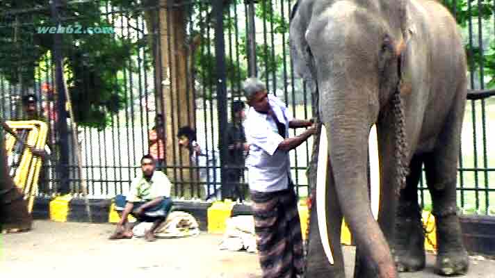 Kandy Perehara Elephants