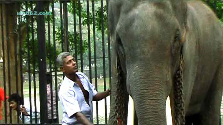 photo Kandy Perehara Elephants