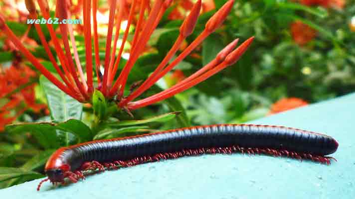 photo Red Millipede in Sri Lanka