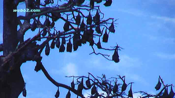 photo bats at the Mahavelli River