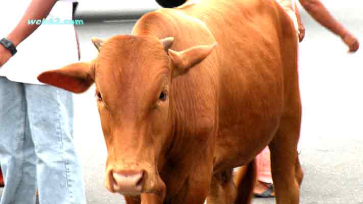 Cattle in Galle