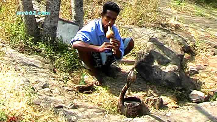 photo Cobra dance operator in Sri Lanka