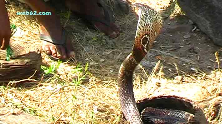 photo Cobra in Sri Lanka