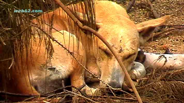 photo dog in Sri Lanka