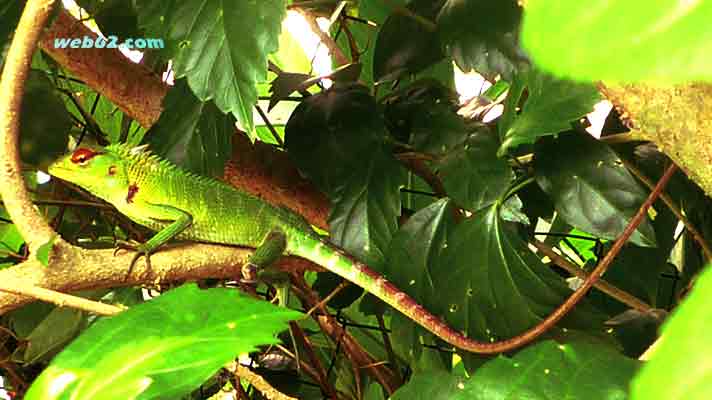 photo Dragon Lizard Sri Lanka