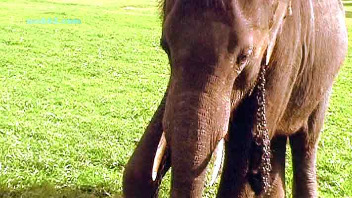 Elephant Victoria Golf Club in Kandy