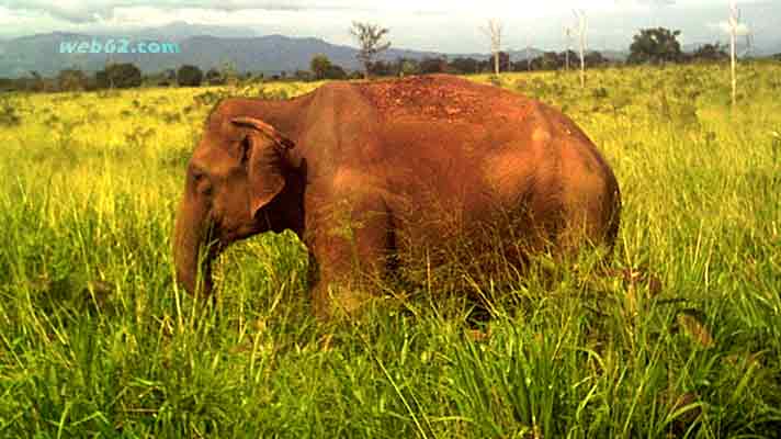 Elephant at Udawalawe National Park in Sri Lanka