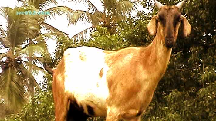 Goat in Sri Lanka