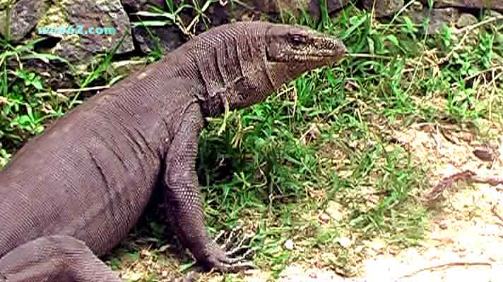 Monitor Lizard in Sri Lanka