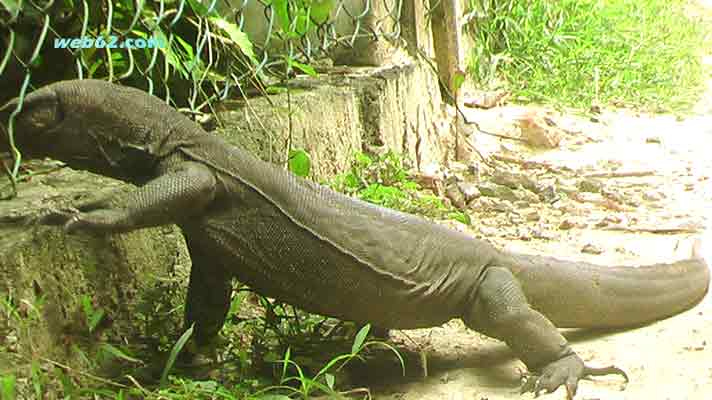 Monitor Lizard in Sri Lanka