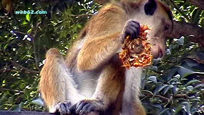 photo Monkey in Kandy, Sri Lanka