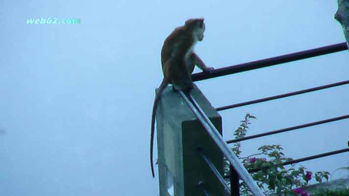 Monkey in Kandy, Sri Lanka