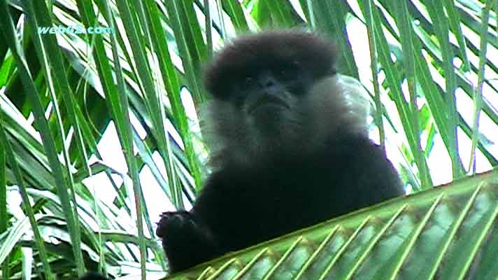 Monkey in Sri Lanka