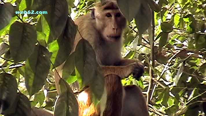 photo Monkey in Kandy