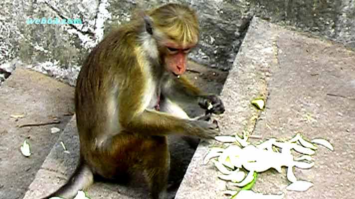 Monkey at the Golden Temple